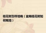 桂花树怎样培栽（盆栽桂花树如何栽培）