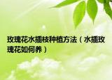 玫瑰花水插枝种植方法（水插玫瑰花如何养）