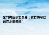 紫竹梅应该怎么养（紫竹梅可以放在水里养吗）
