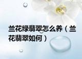 兰花绿翡翠怎么养（兰花翡翠如何）