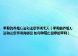 茉莉的养殖方法和注意事项冬天（茉莉的养殖方法和注意事项有哪些 如何种植出健康的茉莉）