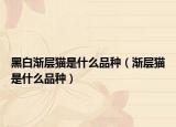 黑白渐层猫是什么品种（渐层猫是什么品种）
