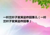 一叶兰叶子发黄是咋回事儿（一叶兰叶子发黄是咋回事）