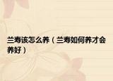 兰寿该怎么养（兰寿如何养才会养好）