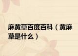麻黄草百度百科（黄麻草是什么）