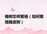 橡树怎样繁殖（如何繁殖橡皮树）