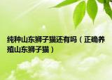 纯种山东狮子猫还有吗（正确养殖山东狮子猫）