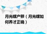 月光螺产卵（月光螺如何养才正确）