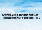 阳台种生姜养不大的原因有什么呢（阳台种生姜养不大的原因有什么）