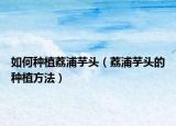 如何种植荔浦芋头（荔浦芋头的种植方法）