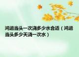 鸿运当头一次浇多少水合适（鸿运当头多少天浇一次水）