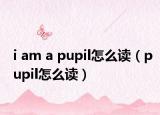 i am a pupil怎么读（pupil怎么读）