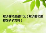 蚊子的幼虫是什么（蚊子的幼虫称为孑孓对吗）