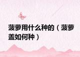 菠萝用什么种的（菠萝盖如何种）