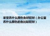 家里养什么颜色鱼好旺财（办公室养什么颜色的鱼比较旺财）
