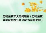 苏格兰牧羊犬如何喂养（苏格兰牧羊犬厌食怎么办 选对方法是关键）