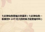 七彩神仙鱼繁殖注意事项（七彩神仙鱼一般要到9-14个月大的时候才能繁殖对吗）