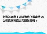 狗狗怎么爬（训练狗狗飞檐走壁 怎么训练狗狗绕过和翻越障碍）