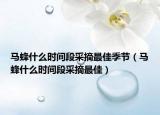 马蜂什么时间段采摘最佳季节（马蜂什么时间段采摘最佳）