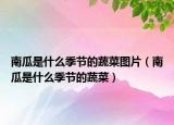 南瓜是什么季节的蔬菜图片（南瓜是什么季节的蔬菜）