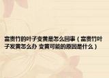 富贵竹的叶子变黄是怎么回事（富贵竹叶子发黄怎么办 变黄可能的原因是什么）