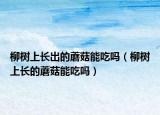 柳树上长出的蘑菇能吃吗（柳树上长的蘑菇能吃吗）