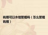矾根可以水培繁殖吗（怎么繁殖矾根）