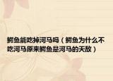鳄鱼能吃掉河马吗（鳄鱼为什么不吃河马原来鳄鱼是河马的天敌）