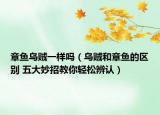 章鱼乌贼一样吗（乌贼和章鱼的区别 五大妙招教你轻松辨认）
