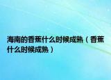 海南的香蕉什么时候成熟（香蕉什么时候成熟）