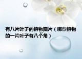 有八片叶子的植物图片（哪些植物的一片叶子有八个角）