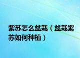 紫苏怎么盆栽（盆栽紫苏如何种植）