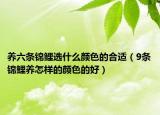 养六条锦鲤选什么颜色的合适（9条锦鲤养怎样的颜色的好）