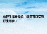 有野生海参卖吗（哪里可以买到野生海参）