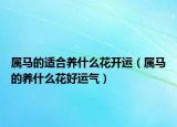 属马的适合养什么花开运（属马的养什么花好运气）