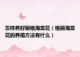 怎样养好丽格海棠花（格丽海棠花的养殖方法有什么）
