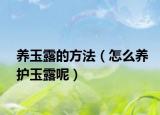 养玉露的方法（怎么养护玉露呢）
