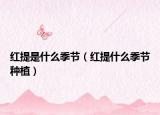 红提是什么季节（红提什么季节种植）