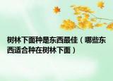 树林下面种是东西最佳（哪些东西适合种在树林下面）