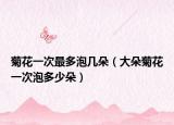 菊花一次最多泡几朵（大朵菊花一次泡多少朵）