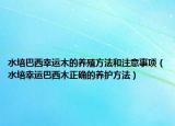 水培巴西幸运木的养殖方法和注意事项（水培幸运巴西木正确的养护方法）