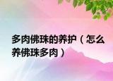 多肉佛珠的养护（怎么养佛珠多肉）