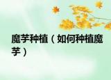 魔芋种植（如何种植魔芋）