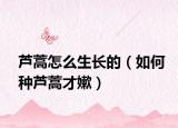 芦蒿怎么生长的（如何种芦蒿才嫰）