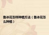 鲁冰花怎样种植方法（鲁冰花怎么种植）