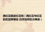 西红花就是红花吗（西红花与红花的区别有哪些 日常如何区分两者）