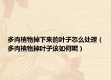 多肉植物掉下来的叶子怎么处理（多肉植物掉叶子该如何呢）