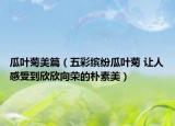 瓜叶菊美篇（五彩缤纷瓜叶菊 让人感受到欣欣向荣的朴素美）