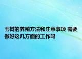 玉树的养殖方法和注意事项 需要做好这几方面的工作吗