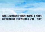 青枫与鸡爪槭哪个嫁接红枫更好（青枫与鸡爪槭的区别 小伙伴们快来了解一下吧）